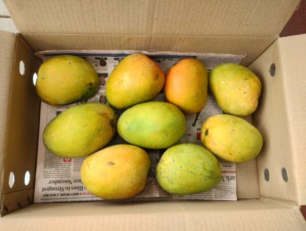 Alphonso Mango (Copy)